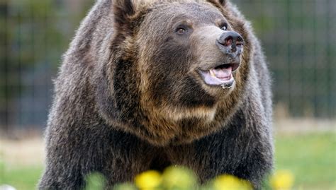 Judge Reinstates Grizzly Bear Protection Blocks Wyoming Idaho Hunts