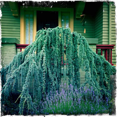 Cedrus Atlantica Glauca Pendula Weeping Blue Atlas Cedar Weeping