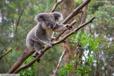 Koala Facts For Kids Information Pictures Video And More