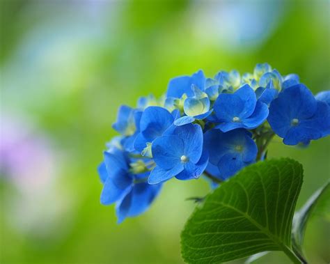 Abstract Blue Flowers Wallpaper Download Mobcup