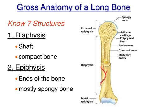 Ppt Chapter 5 Gross And Microscopic Bone Anatomy