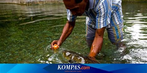 Pagesotherbrandwebsitelocal & travel websiteobjek wisata ikan sakti sungai janih. Apakah Ada Ikan Sakti Di Sungai Jernih - Bobovadioduwar