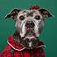 Pet Photography Tips  Simple One Light Holiday Portraits