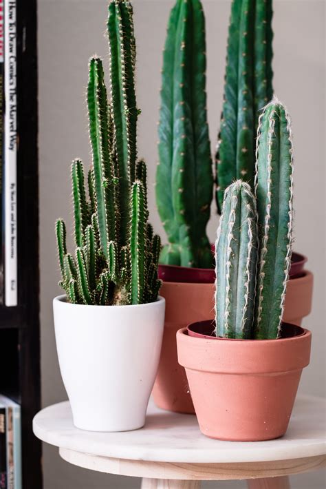 What is san pedro cactus? Plant Shelfie - Nerdy Living