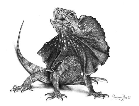 Frilled Lizard Pencil Drawing By Cameronxarts On Instagram