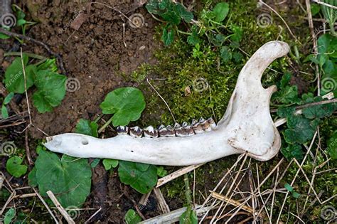 Muntjac Deer Spinal Skeleton And Lower Jaw Stock Photo Image Of