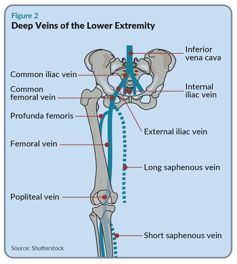 Arm Raised Anatomy