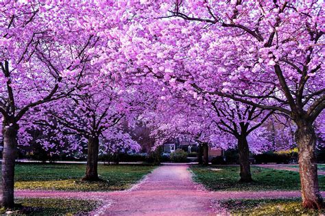 Cherry Blossom Path