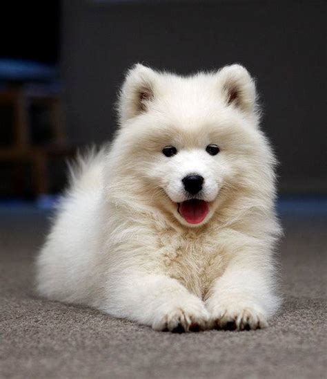 Adorable Samoyed Puppy Rsamoyeds