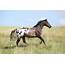 Lovely Appaloosa Stallion Running  Horses Pretty