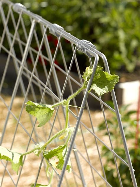 Tomato plants should have at least 24 inches of space between them, and no more than 36 inches between them, for optimal production. Deluxe Cucumber Trellis | Gardener's Supply | Cucumber ...