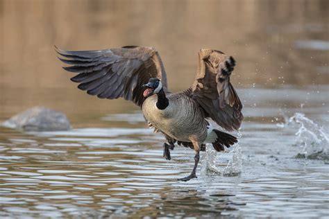 Canada Goose Fighting Goose Running On The Water Donald L Flickr
