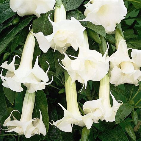 Angels Trumpets Fragrant White Plants Angel Trumpet Flowers White