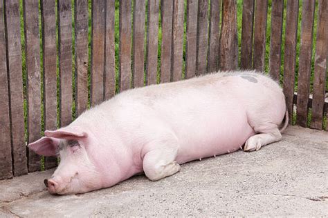 Big Pig Sleeps Stock Photos Pictures And Royalty Free Images Istock