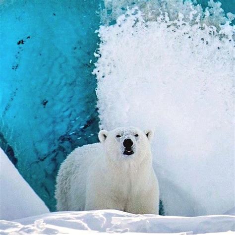 Tap Image For Ecotourism Information Did You Know A Polar Bears Fur