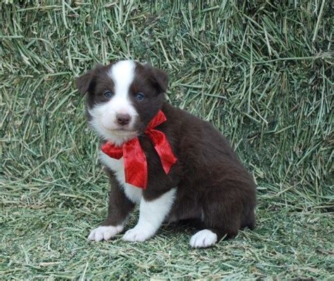 We have two adorable male, border collie x a little bit of aussie pups available. 23+ Australian Shepherd Border Collie Mix Puppies For Sale ...