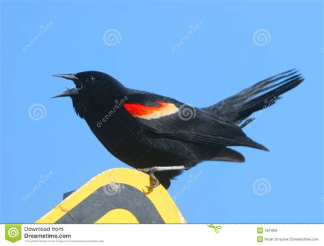 Talking Blackbird Stock Image Image Of Migration Migrate 787469