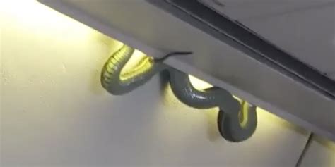 Snake On A Plane Reptile Slithers Out Of Ceiling Causing Mid Flight