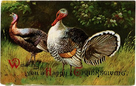 thanksgiving turkeys ~ free vintage graphic the old design shop