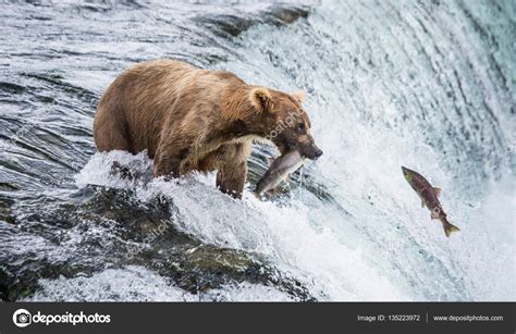 Brown Bear Catching Salmon Stock Photo By ©gudkovandrey 135223972