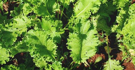 Growing Mustard Greens The Complete Guide To Plant Grow