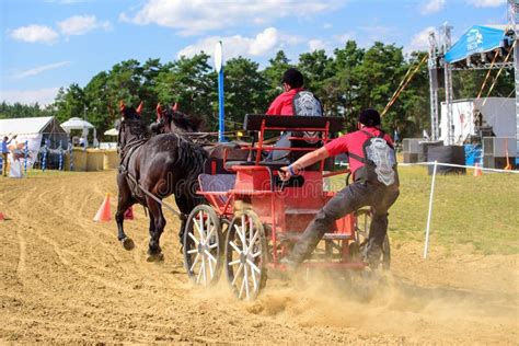 Brown Horses Contest With Carriage And Rider At Finish Line Editorial