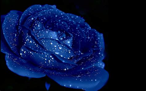 Blue color wallpapers we have about (570) wallpapers in (1/19) pages. Blue Rose wallpapers HD free Download