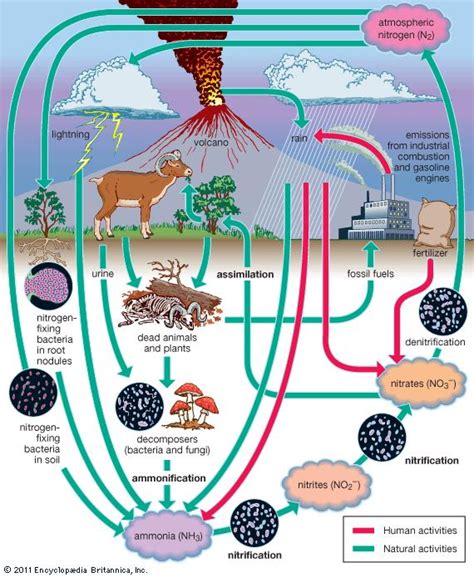Nitrogen cycling through the various forms in soil determines the amount of nitrogen available for plants to uptake. Nitrogen fixation | chemical reaction | Britannica.com