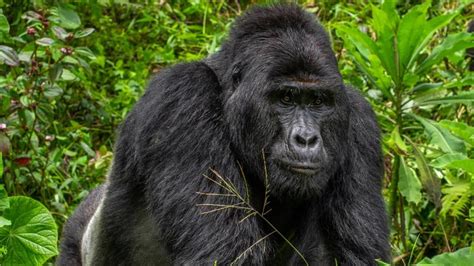 Four Poachers Arrested After Killing Of Rare Silverback Gorilla In