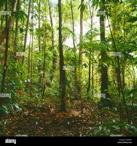 Australian Rain Forest Plant Hi Res Stock Photography And Images Alamy