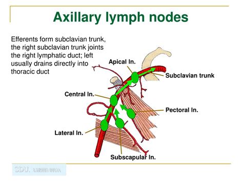 Ppt Regional Anatomy Of The Upper Limb Powerpoint Presentation Id