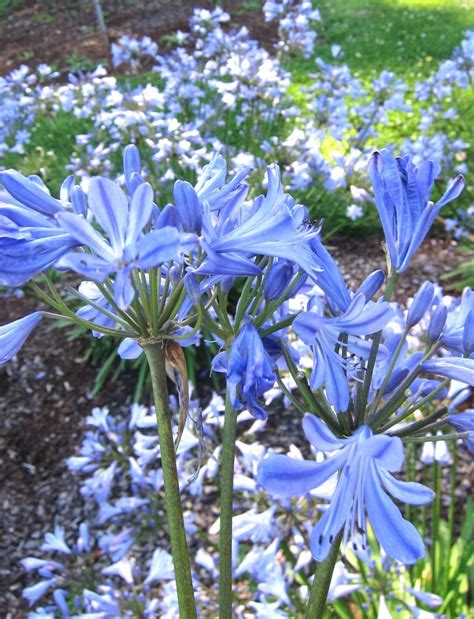 Gorgeous Blue Flowers Agapanthus Beautiful Gardens Plants