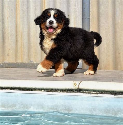 Puppies and dogs for sale near mount hope, wisconsin, usa area on puppyfinder.com Bernese Mountain Dog on Instagram: "Hope your week is going as well as this pups 😍 PC: Beata ...