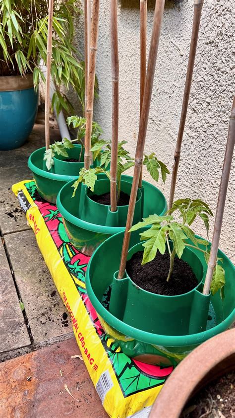 Growing Tomatoes In A Grow Bag Mud And Bloom