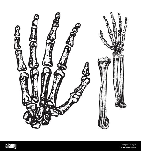 Hand Bones Human Hand And Wrist Bones Sketch Drawing Vector