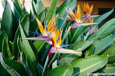 Bird Of Paradise Plant Care A Complete Growing Guide