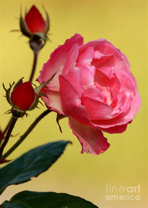 Rose And Rose Buds Photograph By Sabrina L Ryan Fine Art America