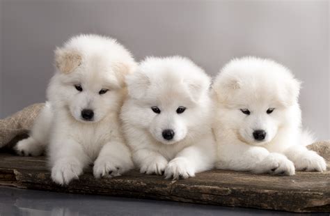 Affectionately known as the sammy, the samoyed dog breed is as adorable as it is fun. Is a Samoyed Puppy Right for Your Family? - Simply For Dogs