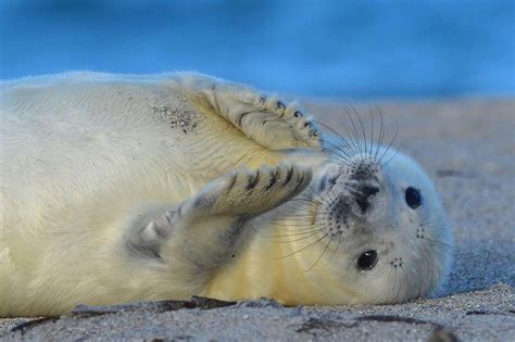 Little Gray Seal By Elmar Weiss With Images Animal