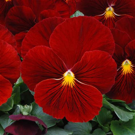 Buy Pansy Red 20 Garden Ready Plugs Online Marshalls