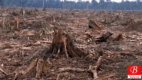 Please note that some of these global warming facts are easier to find than others. Deforestation and Global Warming | Balochistan Voices