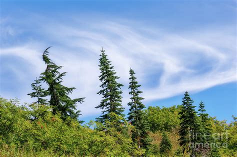 Swirling Clouds Crooked Trees Photograph By Sharon Seaward Fine Art