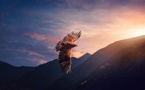 Image Result For Eagle Flying Over Mountains Eagle Animal Wallpaper