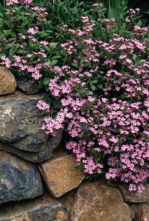 25 Low Maintenance Groundcover Plants That Look Great With Little Work