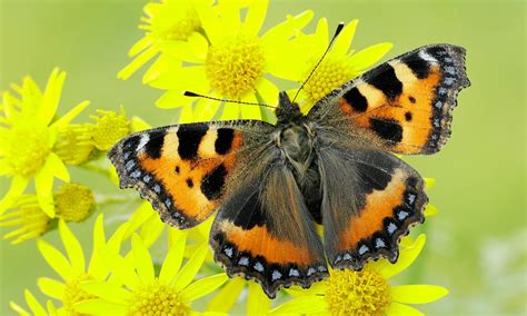 Small Tortoiseshell Butterfly Conservation