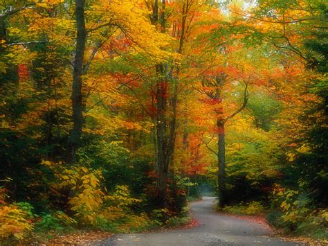 Scene Of Autumn Forest Wallpapers And Images Wallpapers