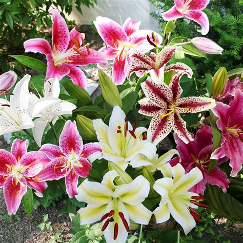The Beginners Guide To Gardening With Lilies How To Grow Lilies