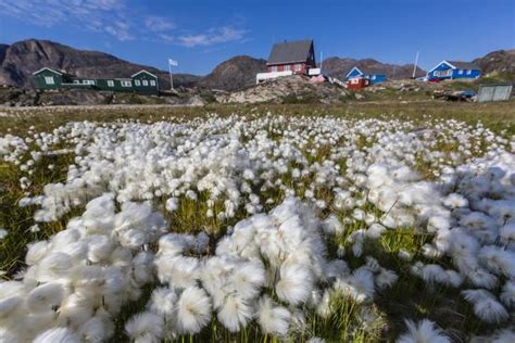 Arctic Cotton Grass Eriophorum Scheuchzeri Flowering In Sisimiut