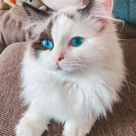 11 Cute Pictures Of Ragdoll Cats