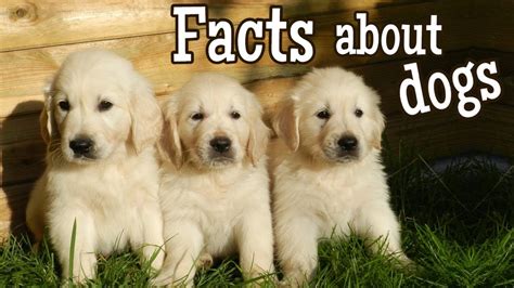 Dog Facts For Kids Youtube